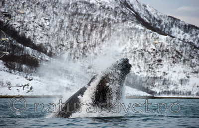 BB 13 0266 / Megaptera novaeangliae / Knølhval